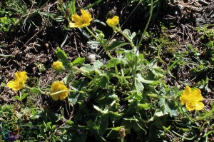 ranunculus montanus (5)3